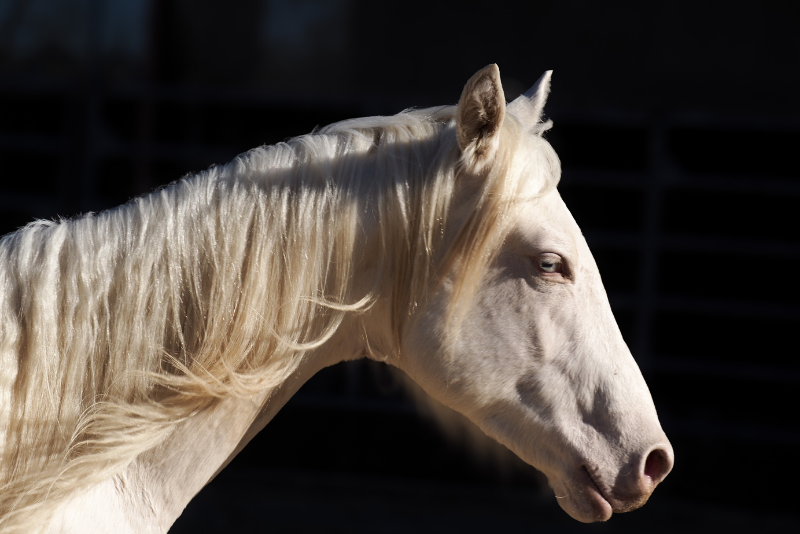 Puledro Quarter Horse In vendita 2024 Crema