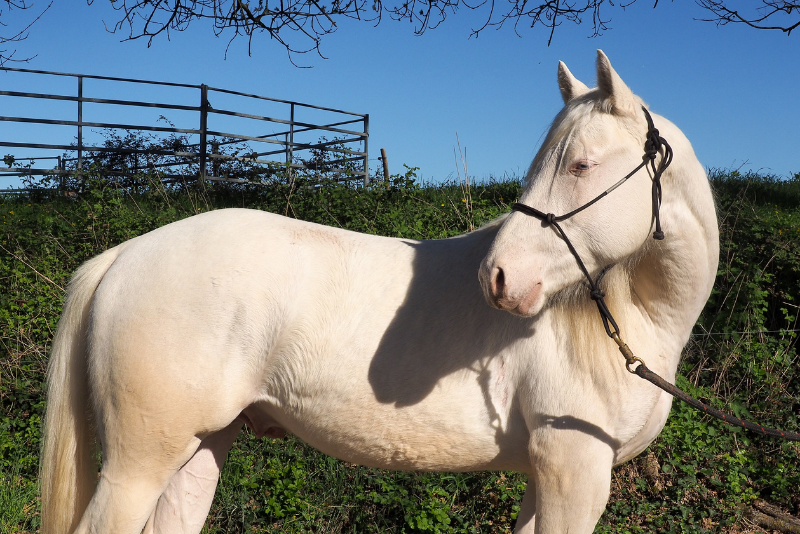Puledro Quarter Horse In vendita 2024 Crema