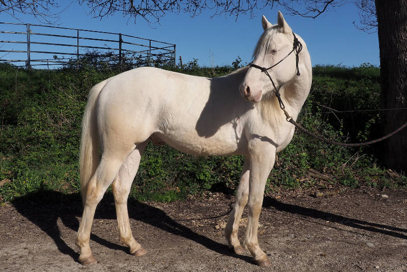 Puledro Quarter Horse In vendita 2024 Crema