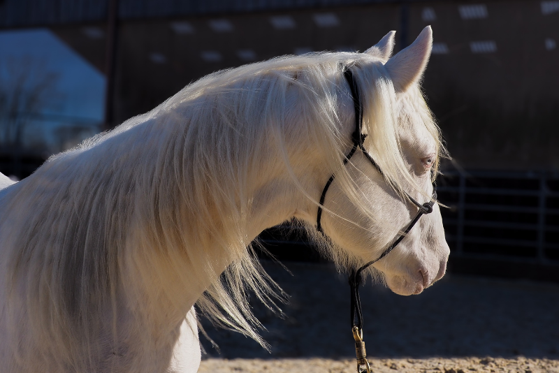 Puledro Quarter Horse In vendita 2024 Crema