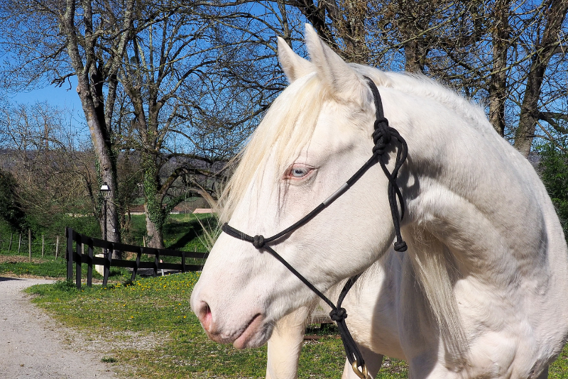 Puledro Quarter Horse In vendita 2024 Crema