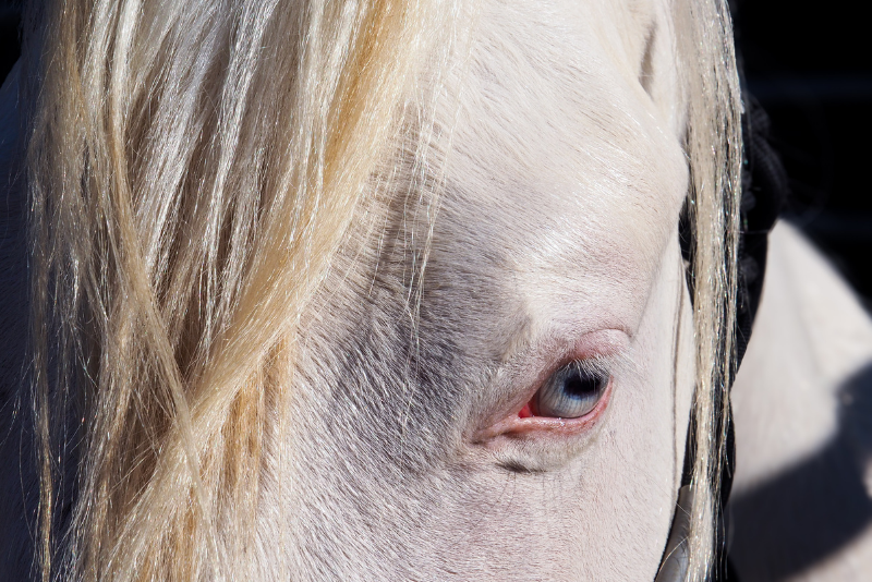 Puledro Quarter Horse In vendita 2024 Crema