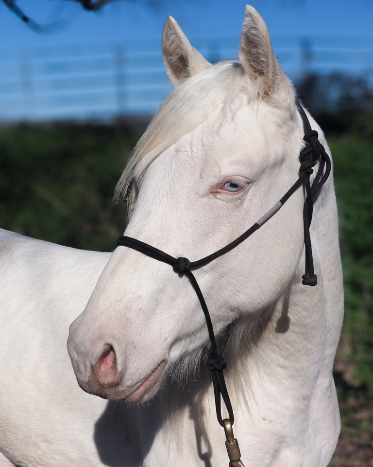 Puledro Quarter Horse In vendita 2024 Crema