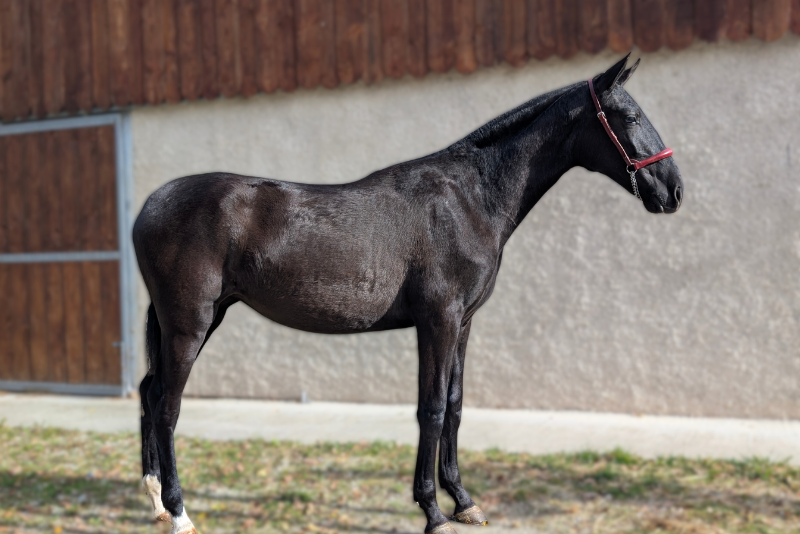 Cavalla PRE Andaluso In vendita 2024 Nero ,  LL CAMPO GRANDE