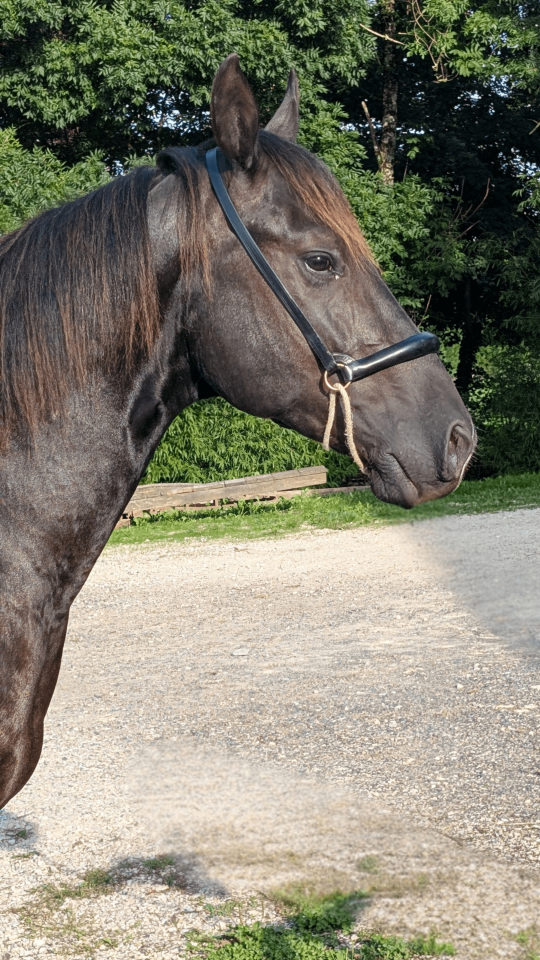 Intero Quarter Horse In vendita 2023 Nero