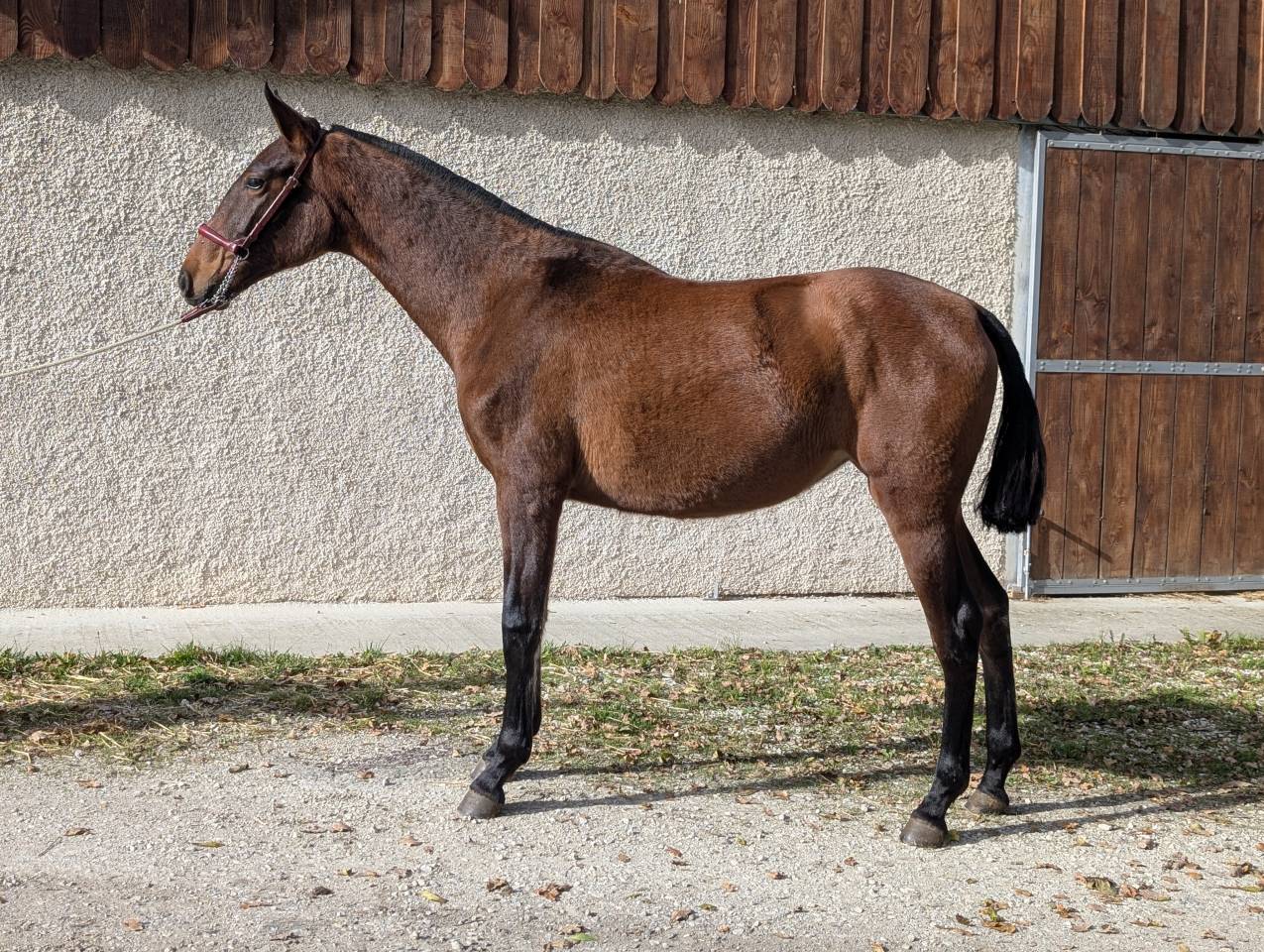 Cavalla PRE Andaluso In vendita 2024 Baio ,  ABANICO SG