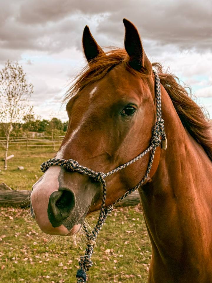 Cavalla Quarter Horse In vendita 2023 Sauro ,  INFERNO SIXTY SIX