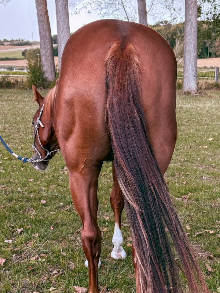Cavalla Quarter Horse In vendita 2023 Sauro ,  INFERNO SIXTY SIX