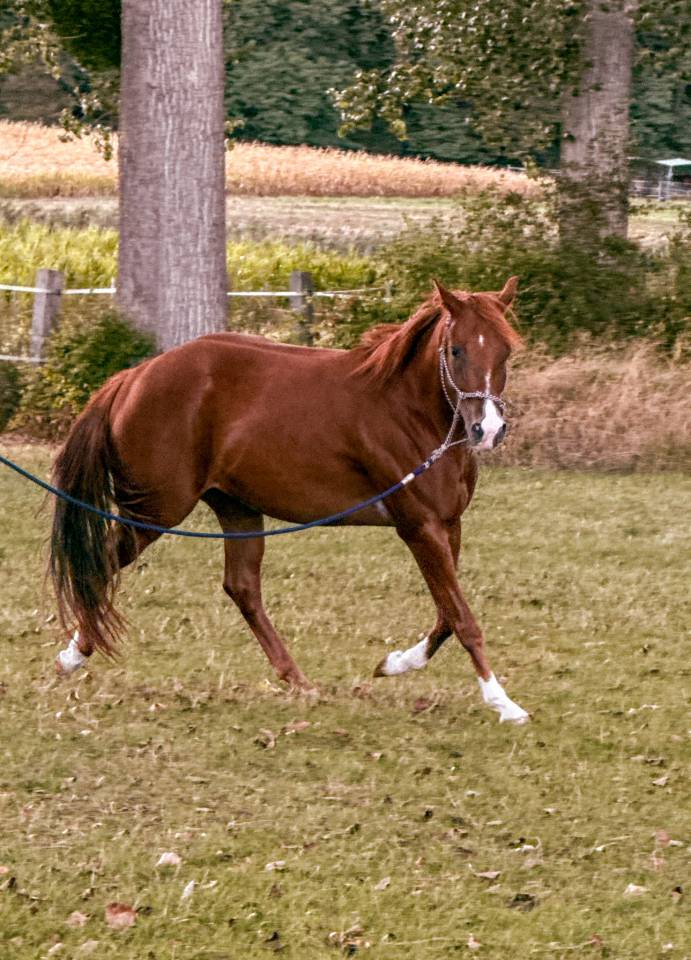 Cavalla Quarter Horse In vendita 2023 Sauro ,  INFERNO SIXTY SIX