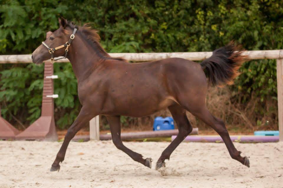 Castrone New Forest In vendita 2025 Isabella ,  L'ancelot du m&eacute;nage
