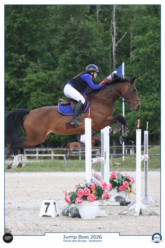 Cavalla BWP Cavallo da Sangue Belgio In vendita 2016 Baio ,  Kadans van de Mispelaere