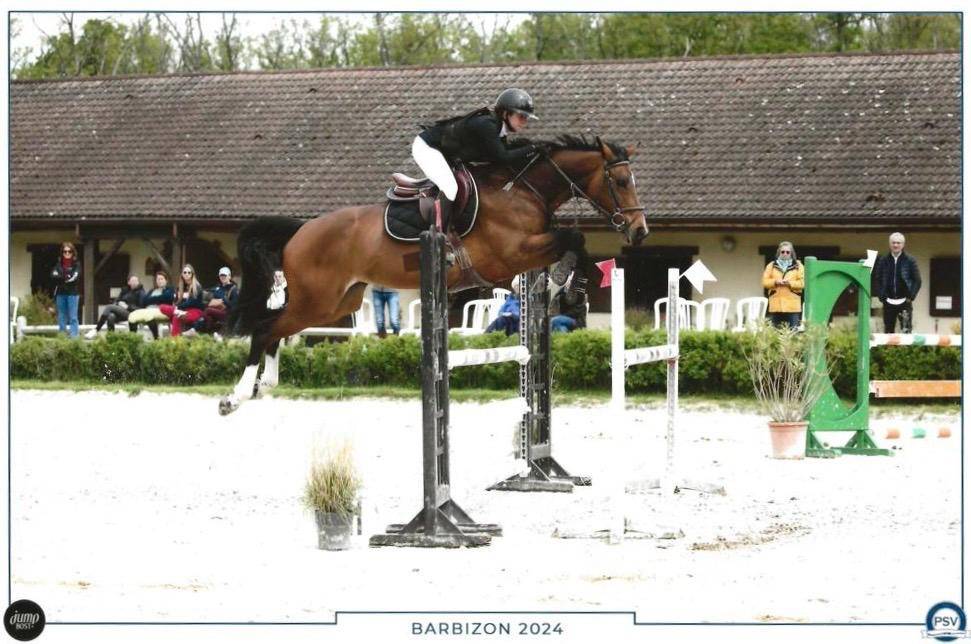 Cavalla BWP Cavallo da Sangue Belgio In vendita 2016 Baio ,  Kadans van de Mispelaere