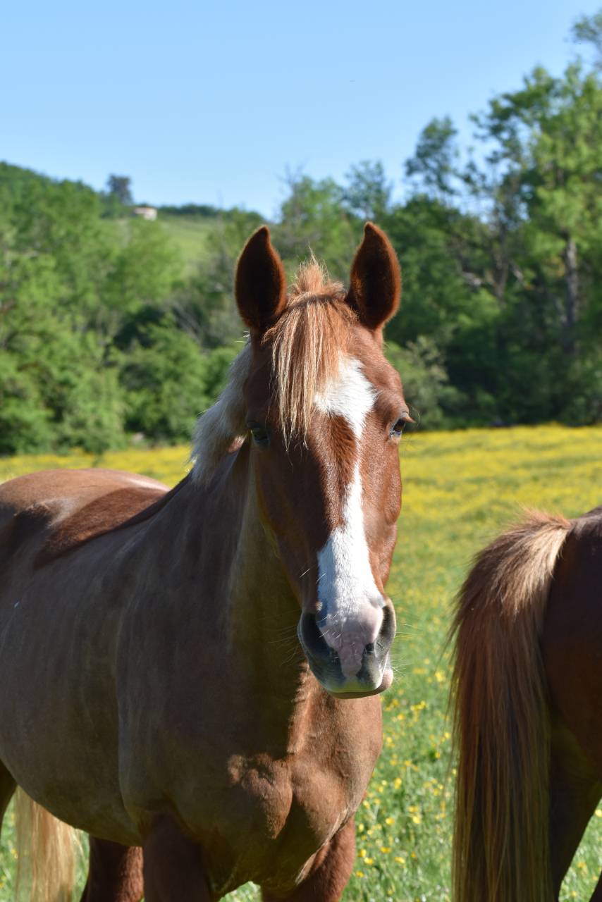Cavalla PFS Pony Francese da Sella In vendita 2015 Sauro ,  systeme d'argent