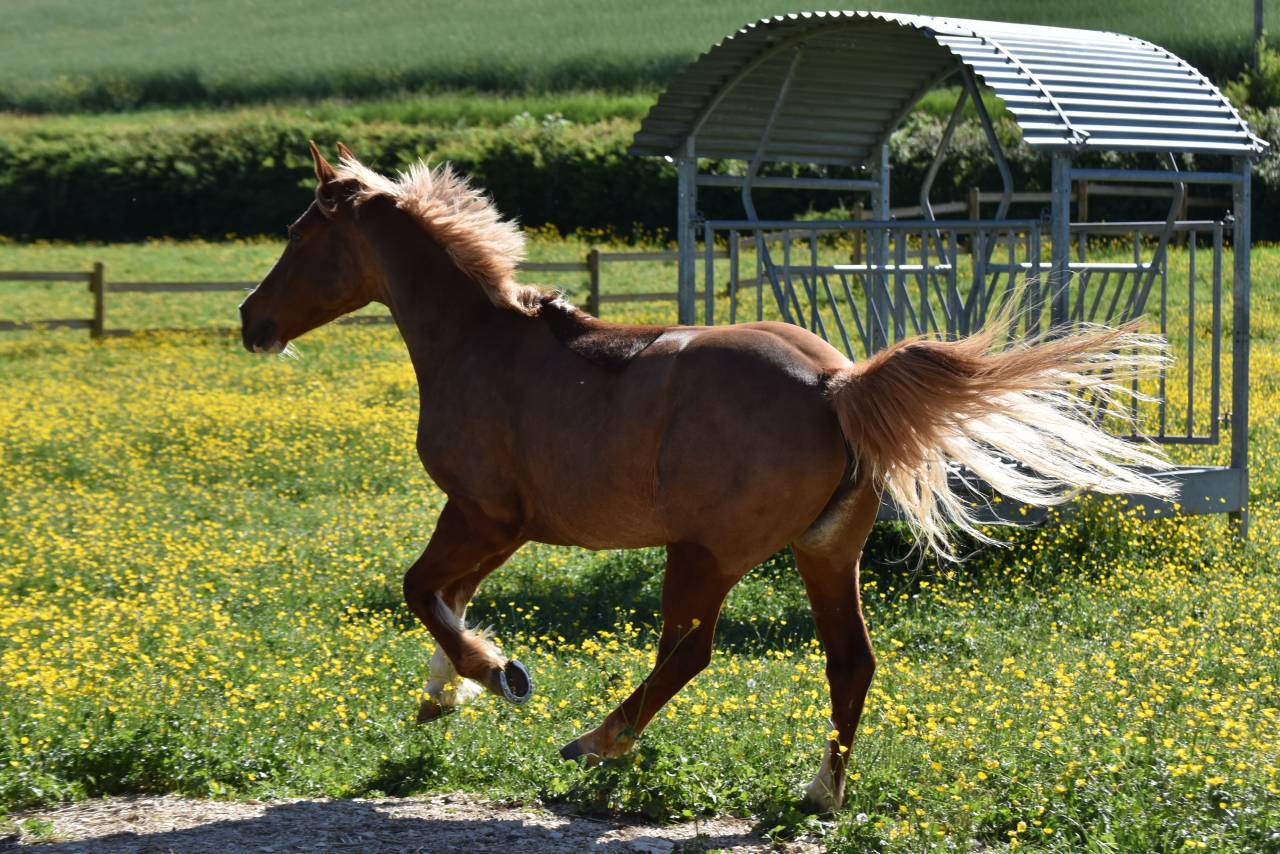 Cavalla PFS Pony Francese da Sella In vendita 2015 Sauro ,  systeme d'argent