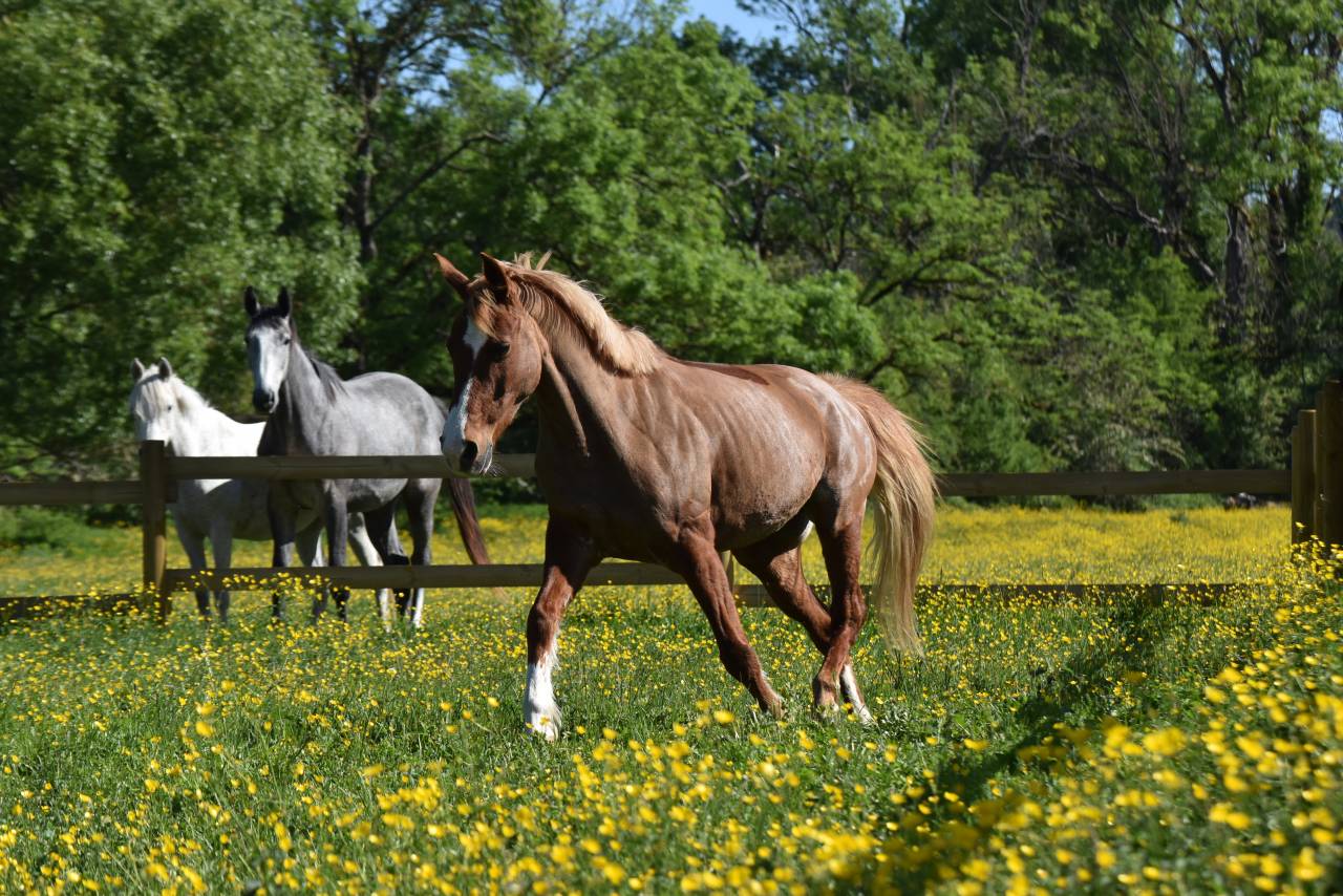 Cavalla PFS Pony Francese da Sella In vendita 2015 Sauro ,  systeme d'argent