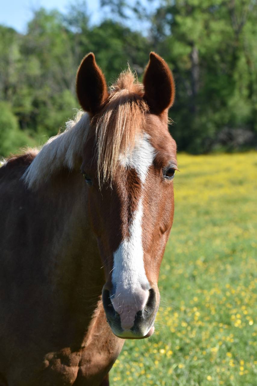 Cavalla PFS Pony Francese da Sella In vendita 2015 Sauro ,  systeme d'argent