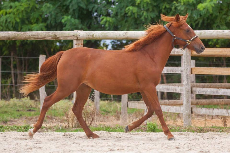 Cavalla New Forest In vendita 2025 Sauro ,  L'ancelot du m&eacute;nage