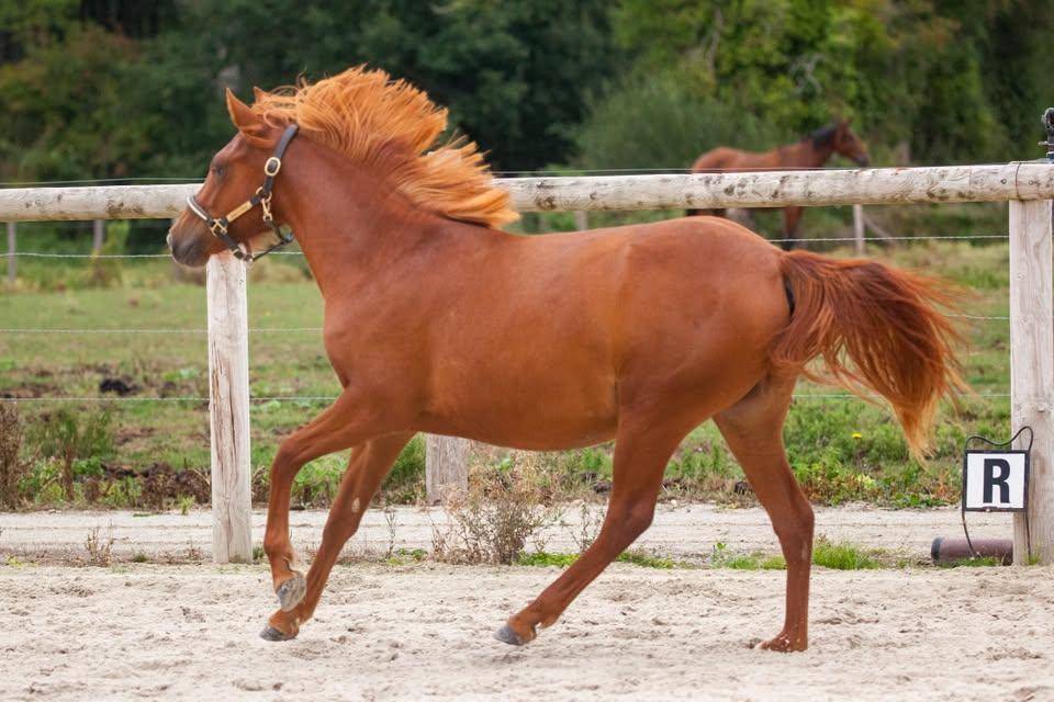 Cavalla New Forest In vendita 2025 Sauro ,  L'ancelot du m&eacute;nage