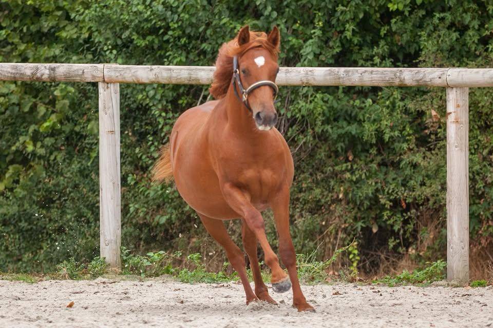 Cavalla New Forest In vendita 2025 Sauro ,  L'ancelot du m&eacute;nage