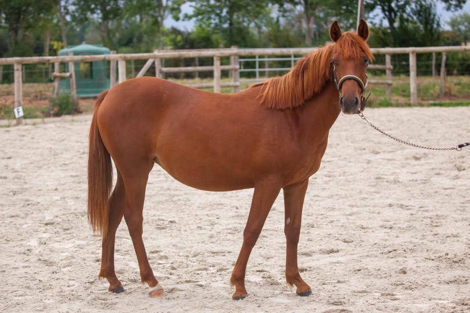 Cavalla New Forest In vendita 2025 Sauro ,  L'ancelot du m&eacute;nage