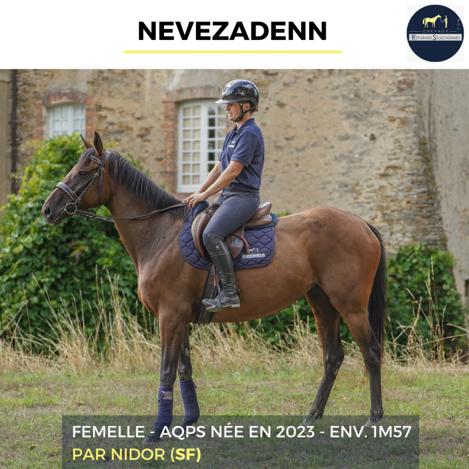 Cavalla AQPS In vendita 2023 Baio