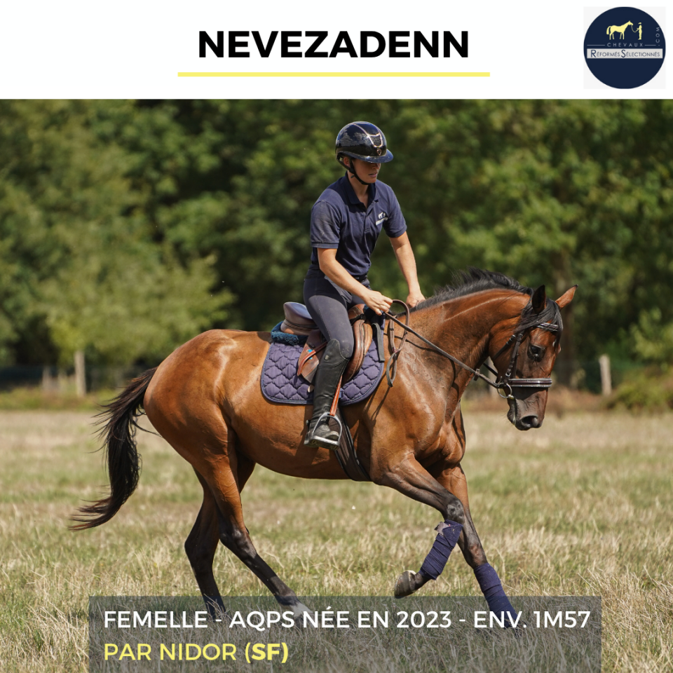 Cavalla AQPS In vendita 2023 Baio