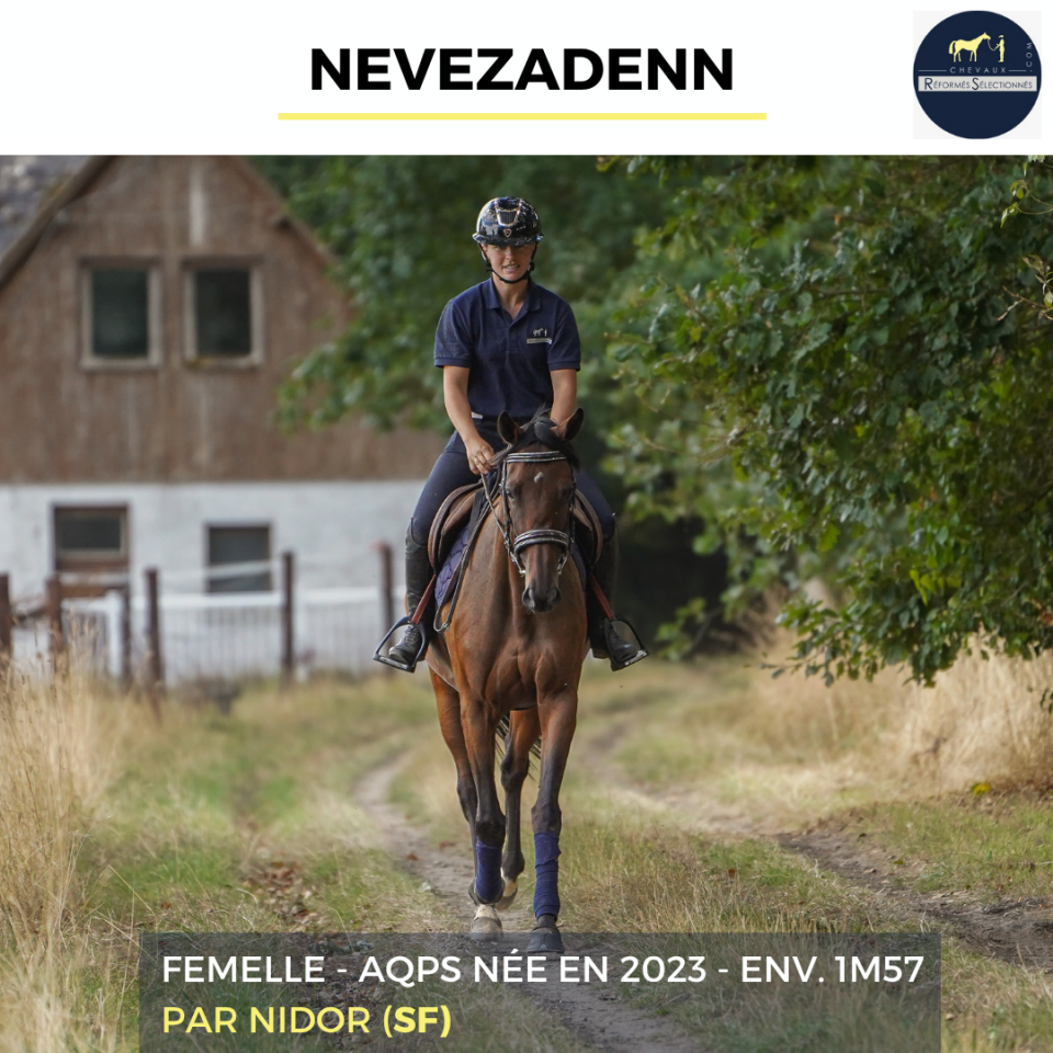 Cavalla AQPS In vendita 2023 Baio
