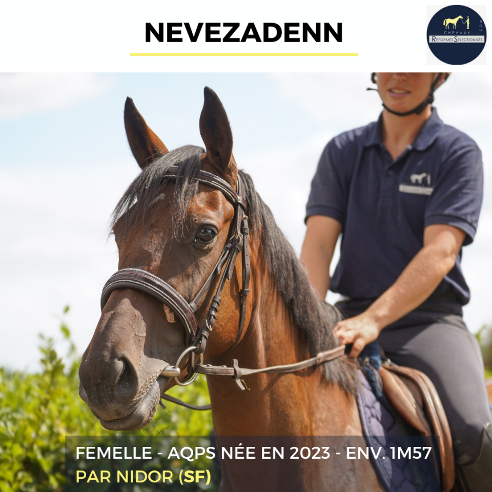 Cavalla AQPS In vendita 2023 Baio