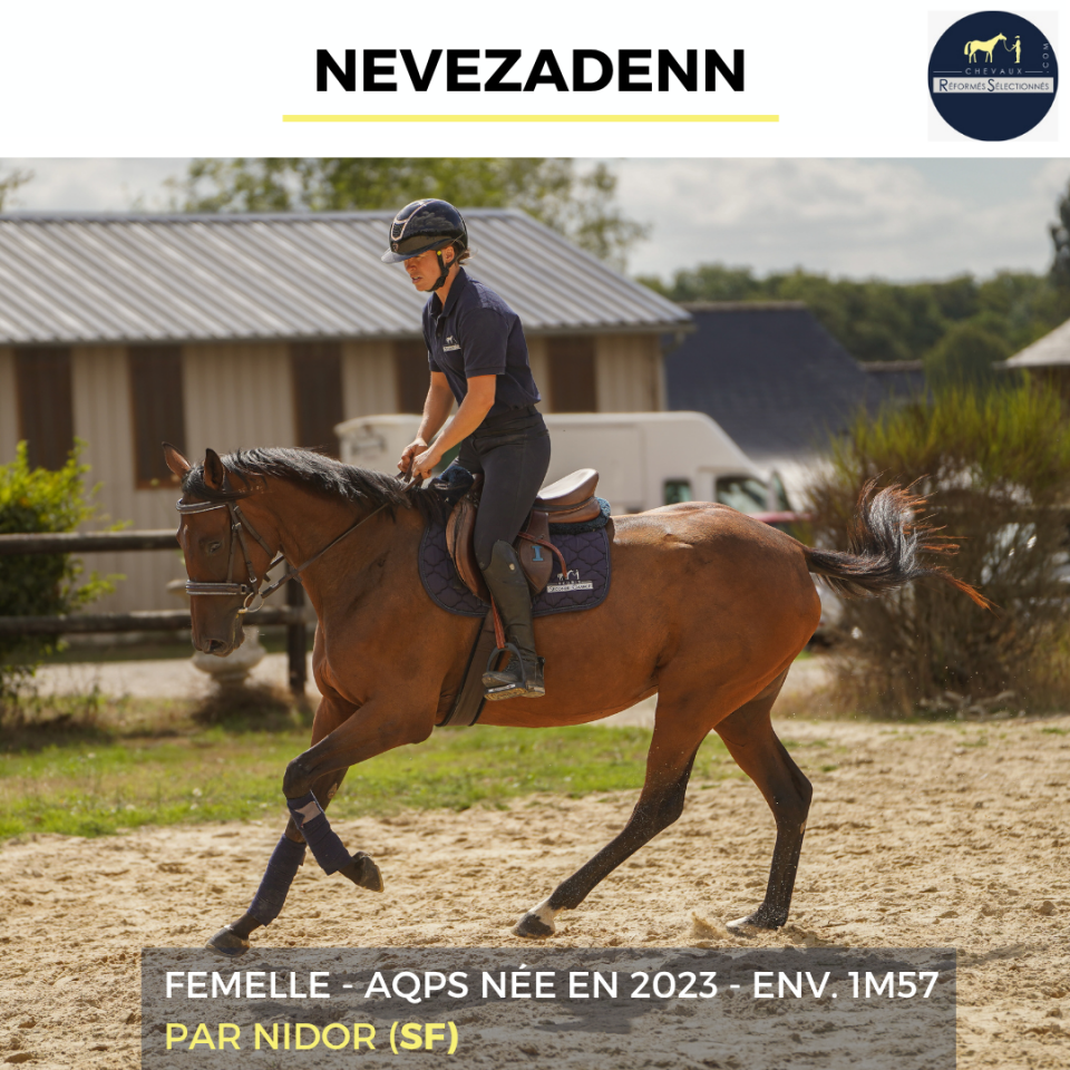 Cavalla AQPS In vendita 2023 Baio
