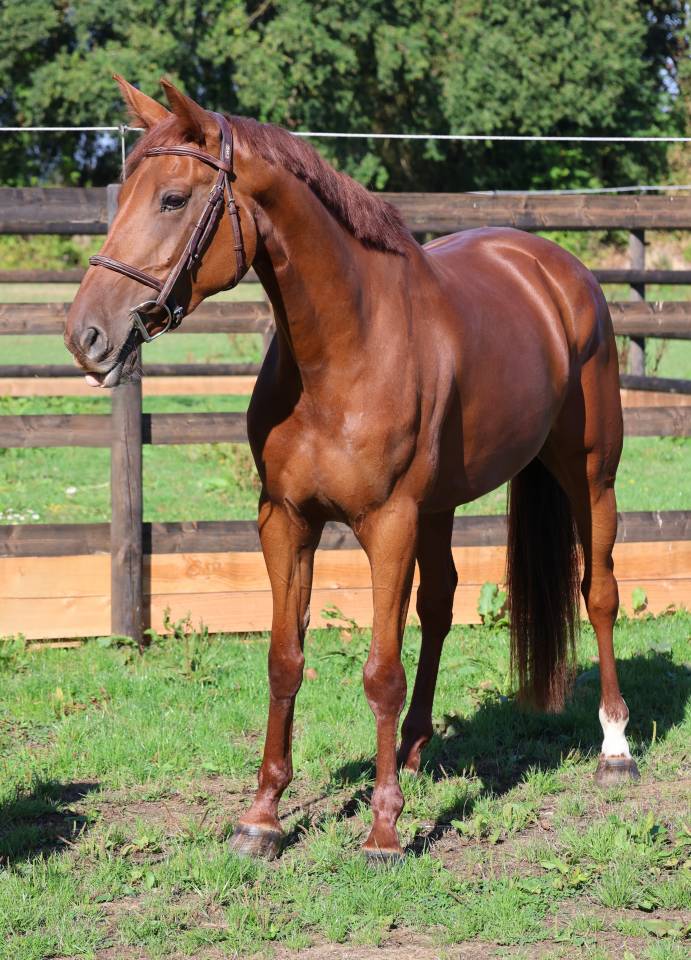 Cavalla Sella Francese In vendita 2019 Sauro ,  CAP KENNEDY