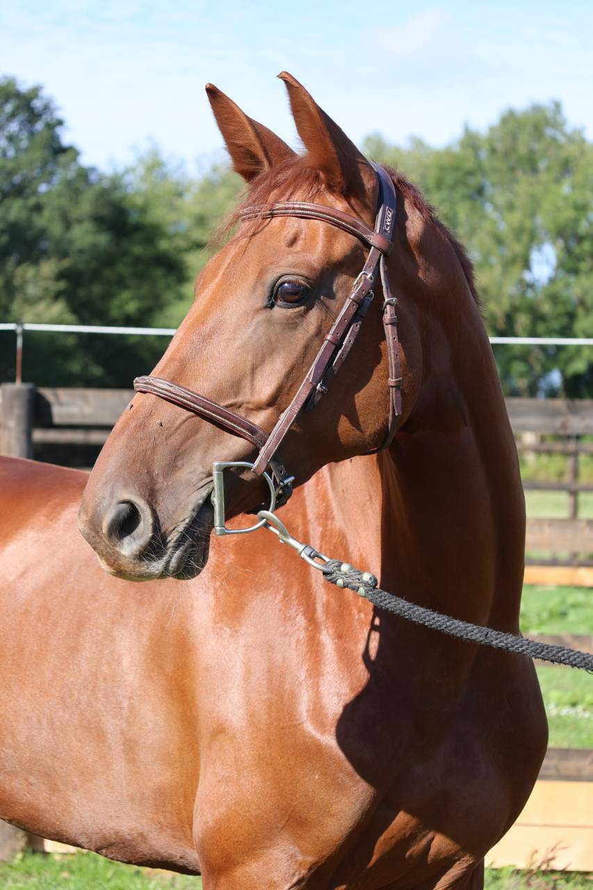 Cavalla Sella Francese In vendita 2019 Sauro ,  CAP KENNEDY