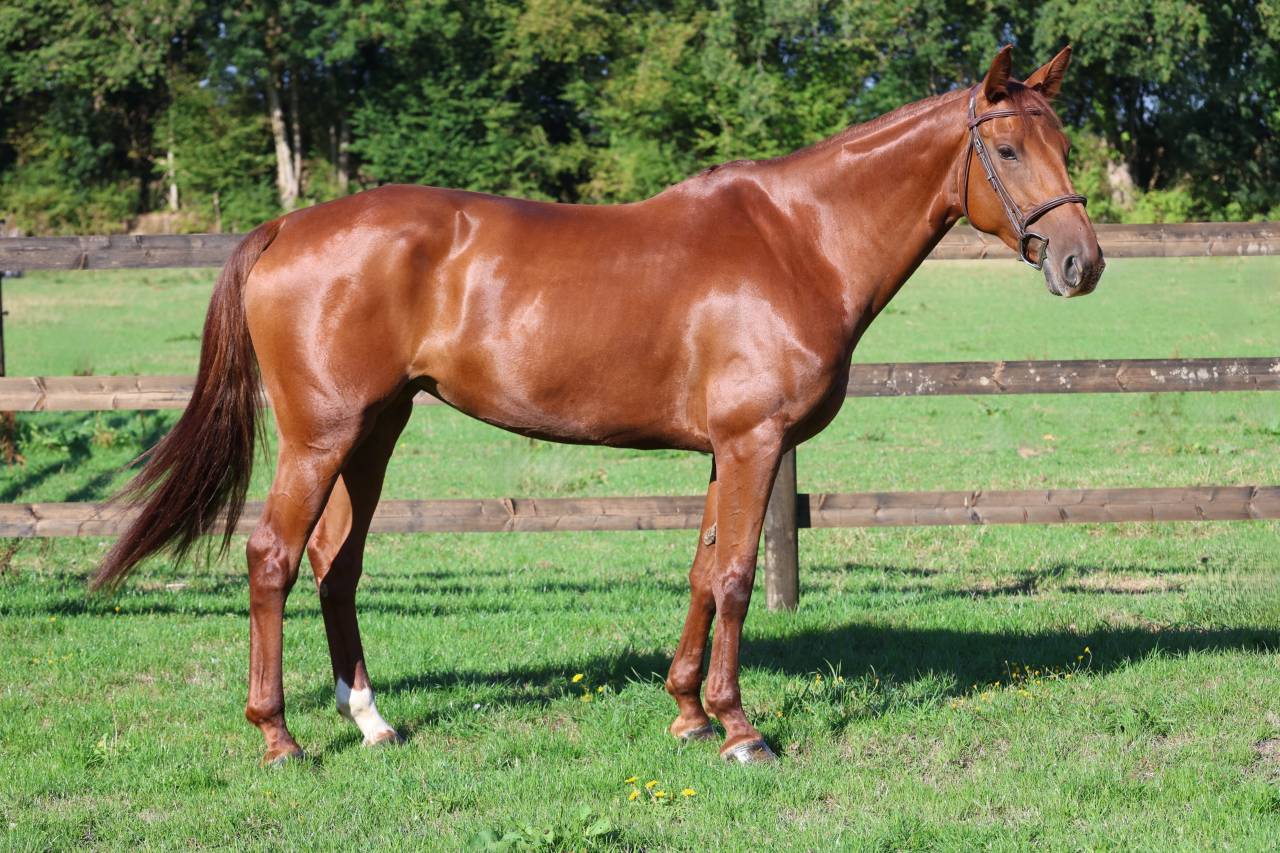 Cavalla Sella Francese In vendita 2019 Sauro ,  CAP KENNEDY