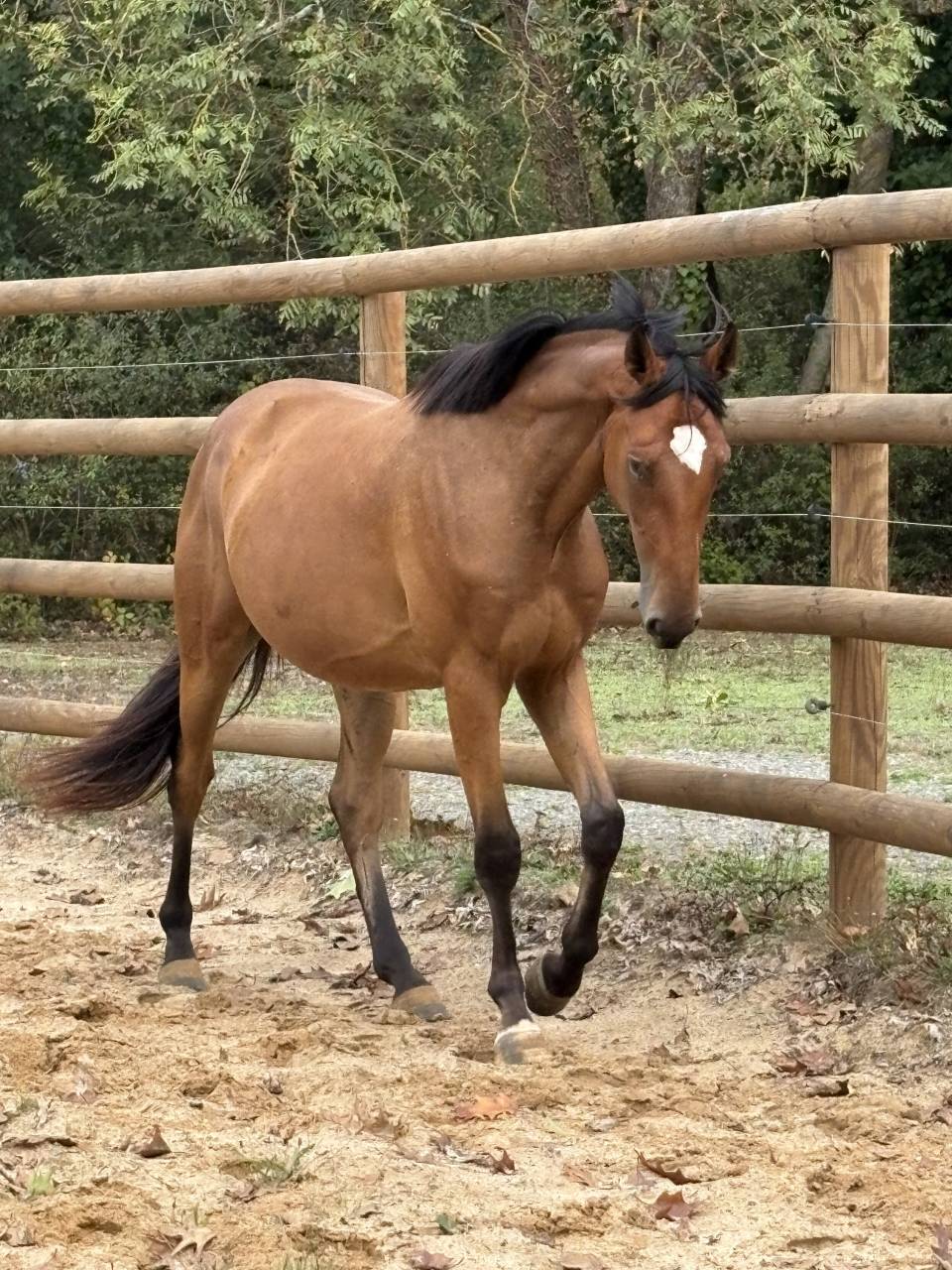 Castrone Cavallo da Sella In vendita 2023 Baio