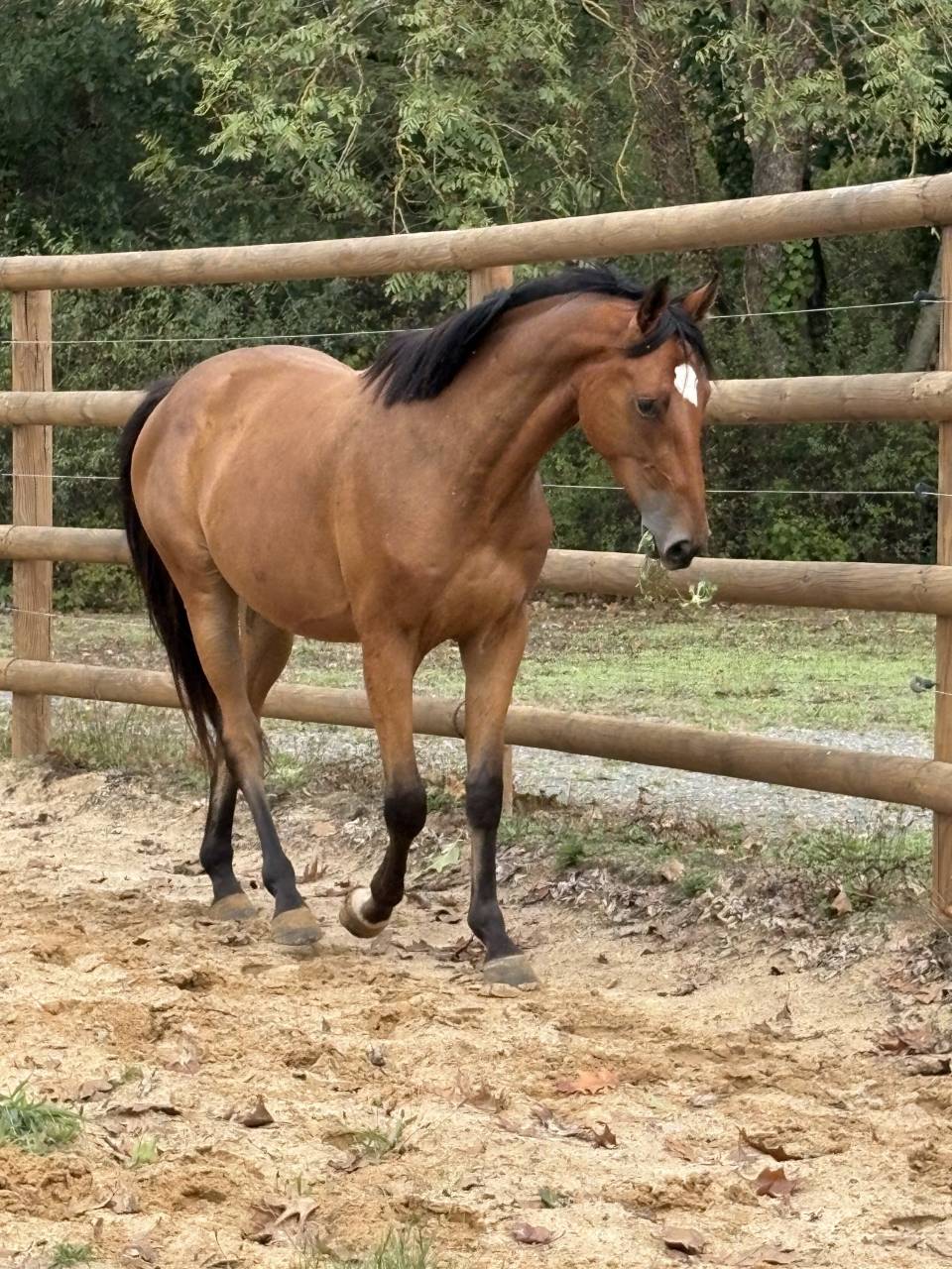 Castrone Cavallo da Sella In vendita 2023 Baio