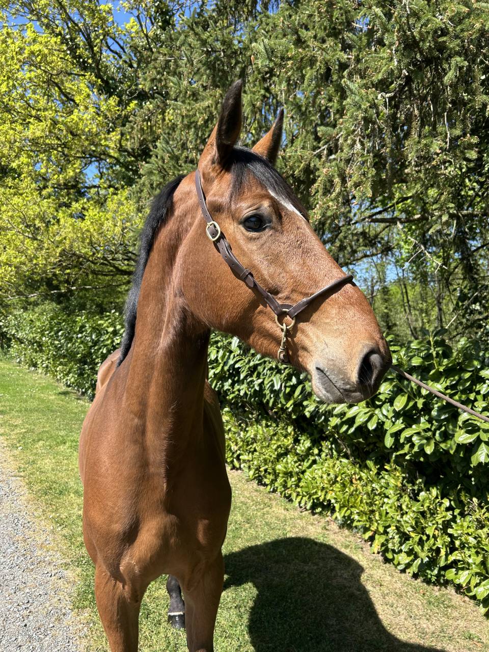 Castrone Cavallo da Sella In vendita 2023 Baio