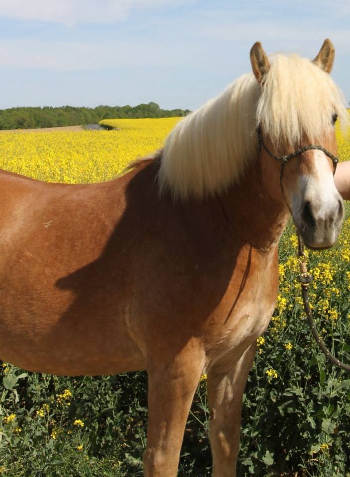 Castrone Haflinger In vendita 2019 Crine lavato