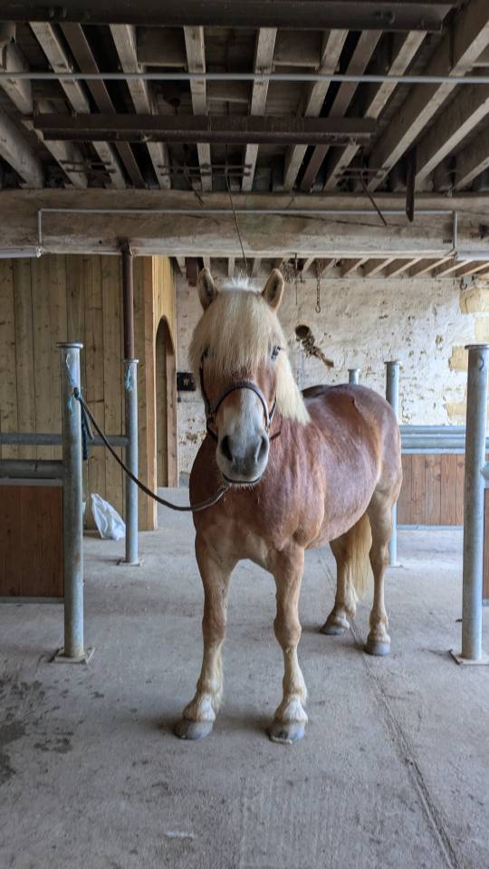 Castrone Haflinger In vendita 2019 Crine lavato