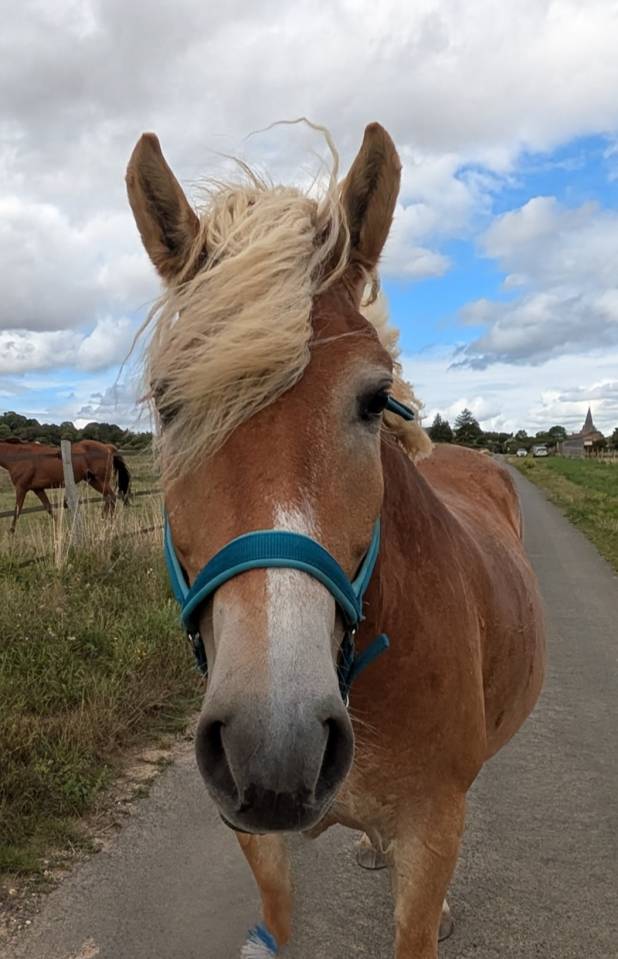 Castrone Haflinger In vendita 2019 Crine lavato