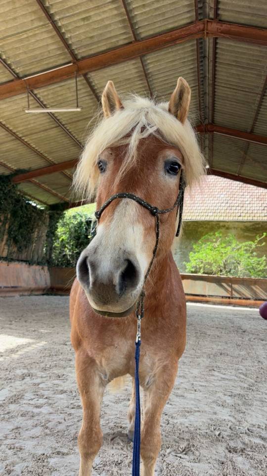 Castrone Haflinger In vendita 2019 Crine lavato