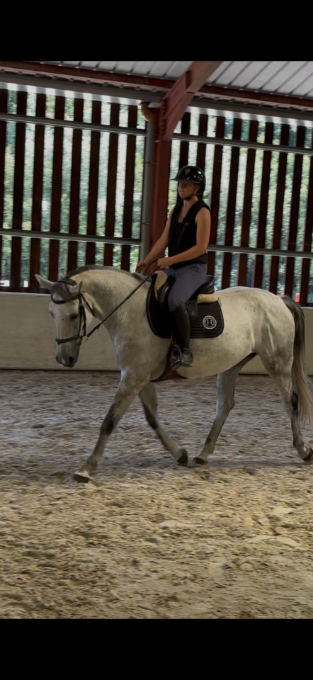 Cavalla BWP Cavallo da Sangue Belgio In vendita 2016 Grigio