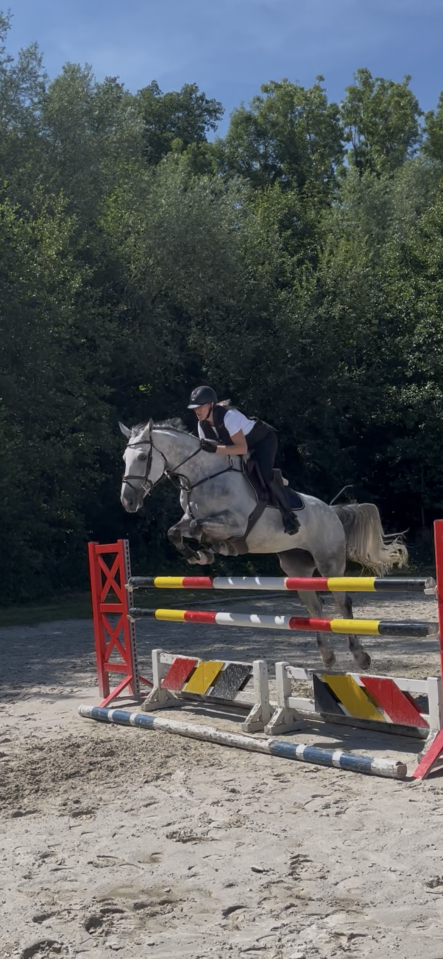 Cavalla BWP Cavallo da Sangue Belgio In vendita 2016 Grigio