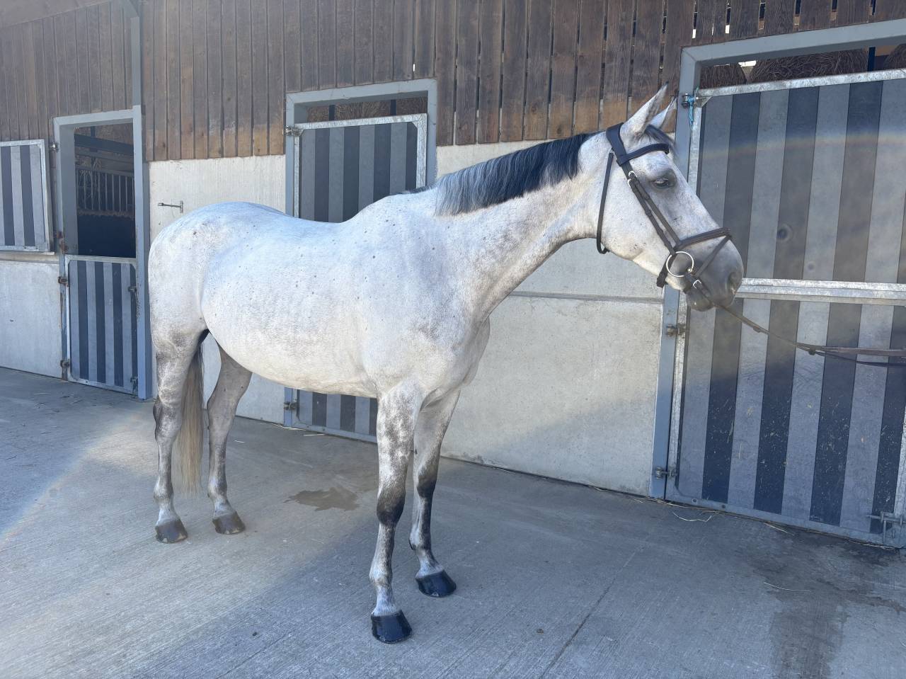 Cavalla BWP Cavallo da Sangue Belgio In vendita 2016 Grigio