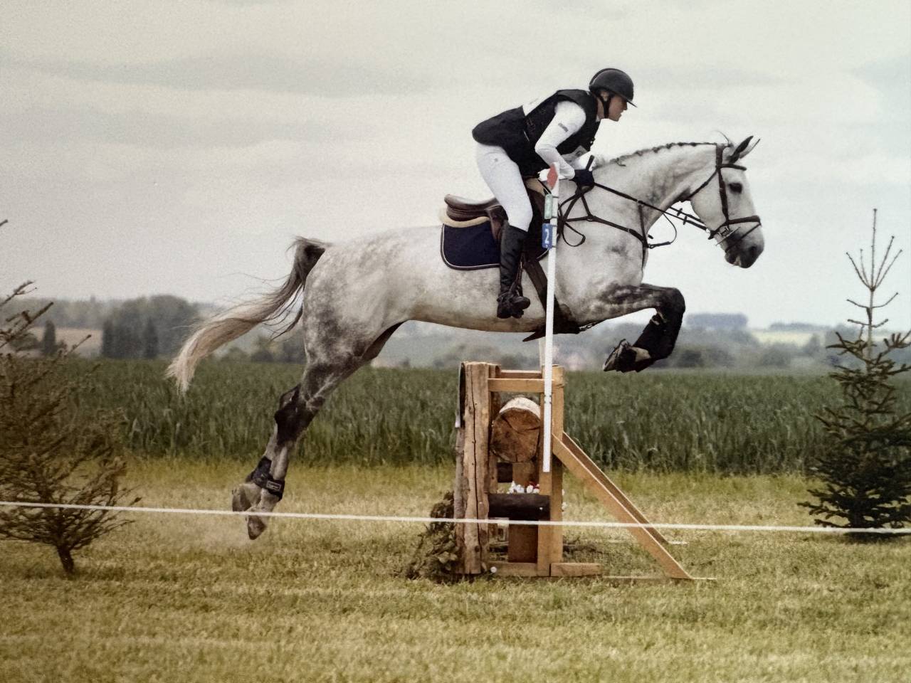Cavalla BWP Cavallo da Sangue Belgio In vendita 2016 Grigio