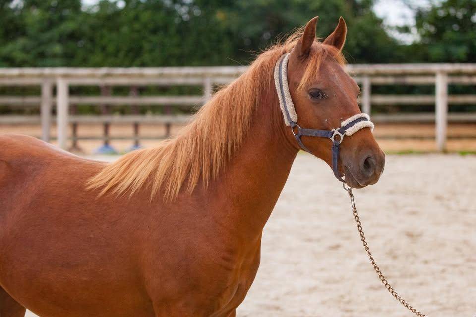 Cavalla New Forest In vendita 2025 Sauro ,  L'ancelot du m&eacute;nage
