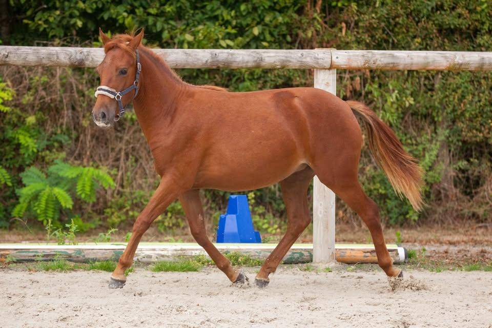 Cavalla New Forest In vendita 2025 Sauro ,  L'ancelot du m&eacute;nage