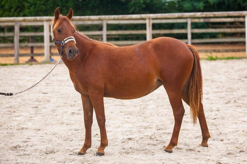 Cavalla New Forest In vendita 2025 Sauro ,  L'ancelot du m&eacute;nage