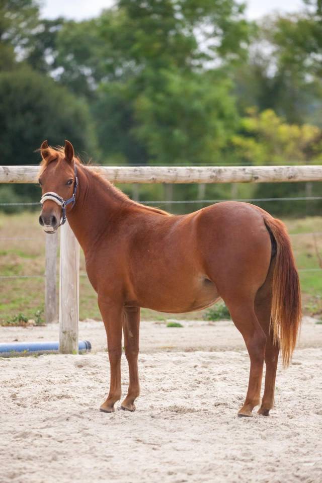 Cavalla New Forest In vendita 2025 Sauro ,  L'ancelot du m&eacute;nage
