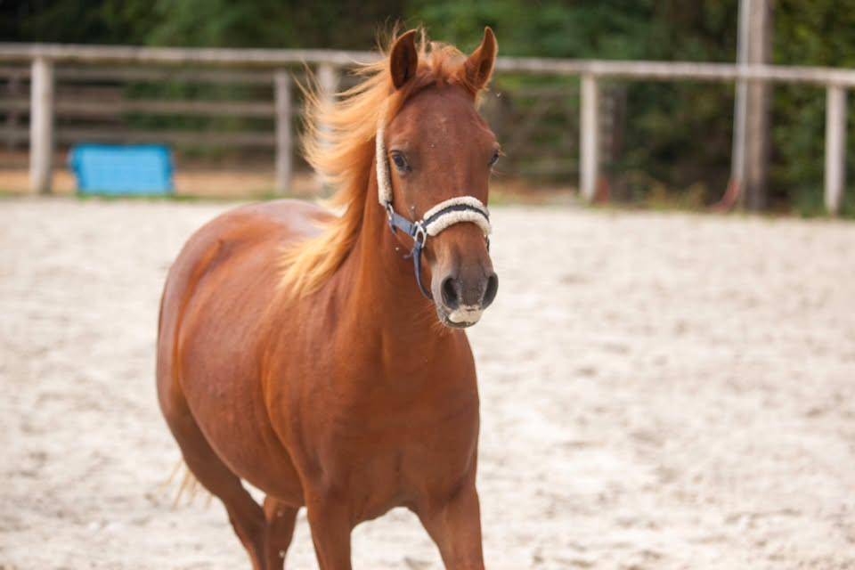 Cavalla New Forest In vendita 2025 Sauro ,  L'ancelot du m&eacute;nage