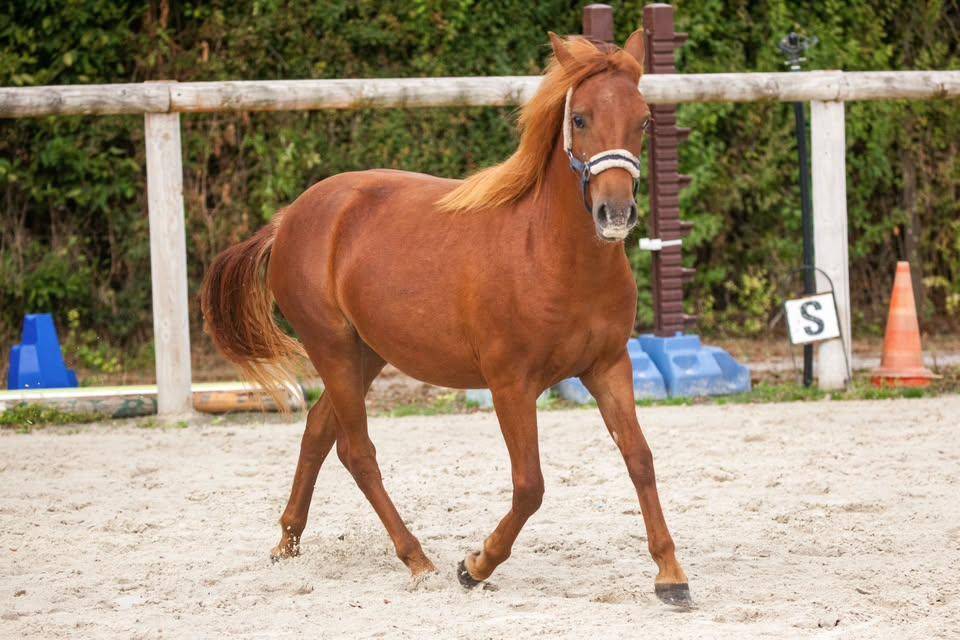 Cavalla New Forest In vendita 2025 Sauro ,  L'ancelot du m&eacute;nage