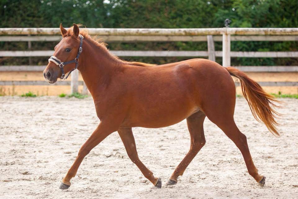 Cavalla New Forest In vendita 2025 Sauro ,  L'ancelot du m&eacute;nage